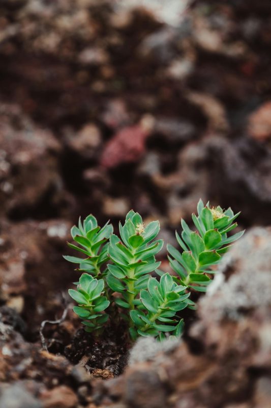 Racine de Rhodiola, grignotages, fatigue, stress, NUTRILUX RHODIO SAFRAN, biodisponibilité, code promo gourde ÖKO